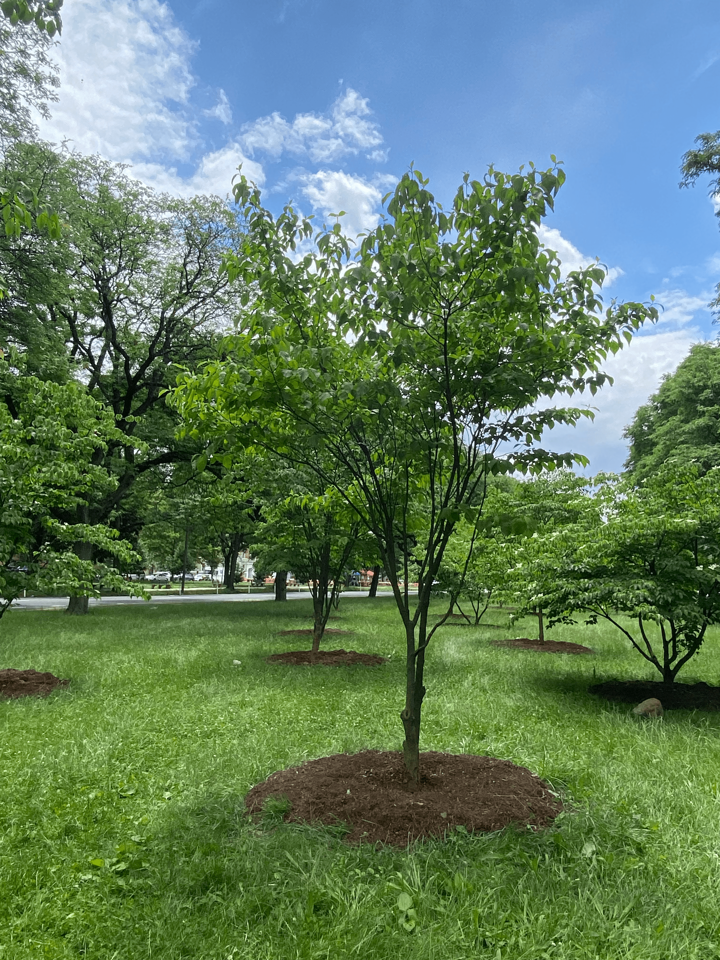Tomato Farming in Kenya: Best Counties, Profitable Varieties, and How to Reach Buyers