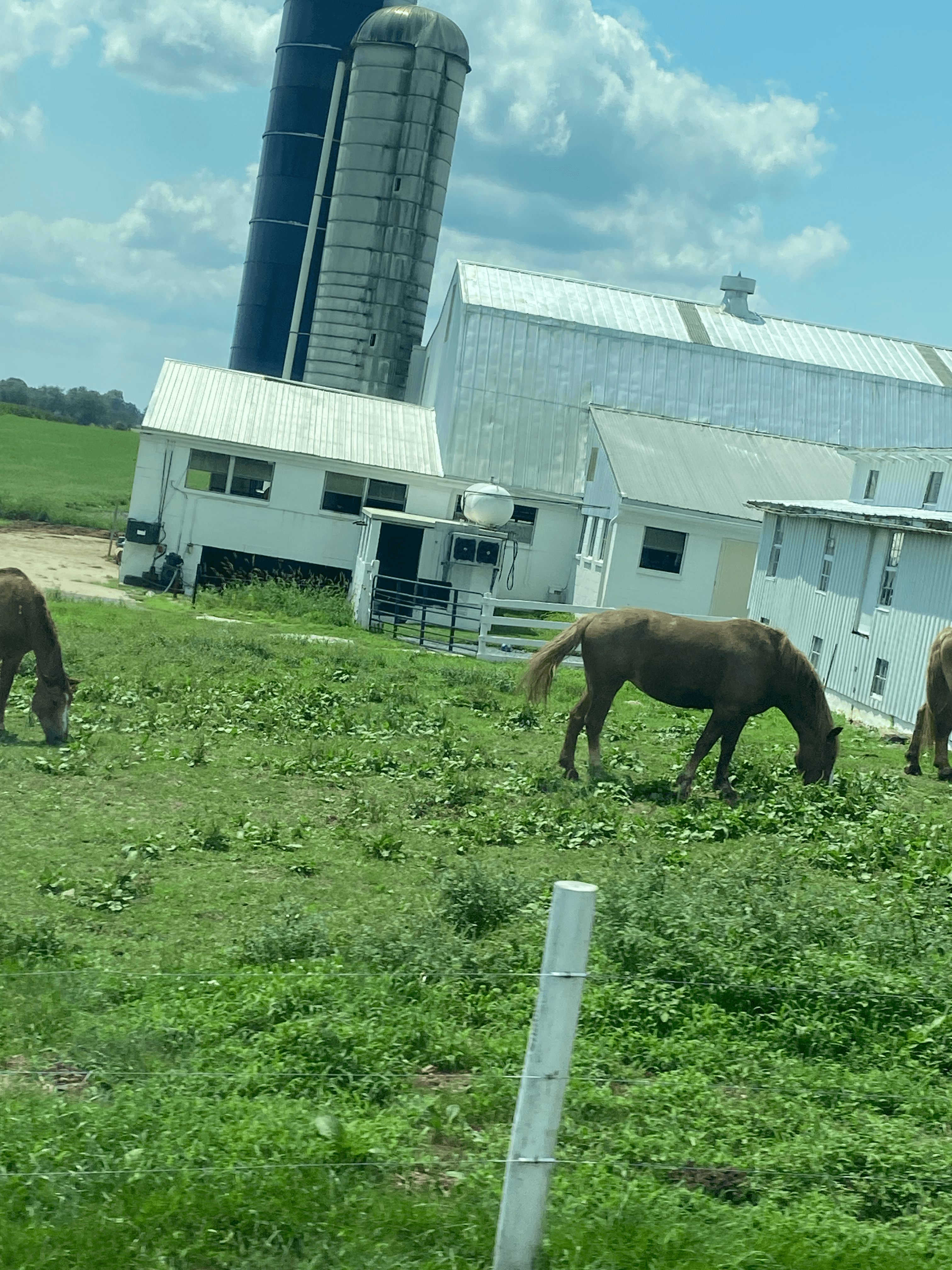 Dairy Farming in Kenya for Smallholders: Real Costs, Real Returns, and What Most Guides Skip