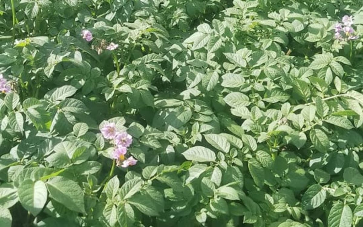 Potatoes