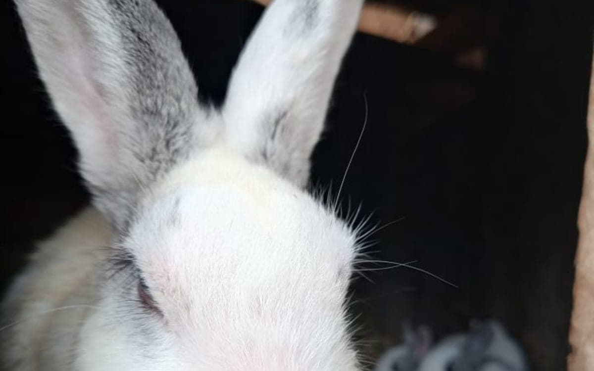 Pure breed and crossbreed rabbits
