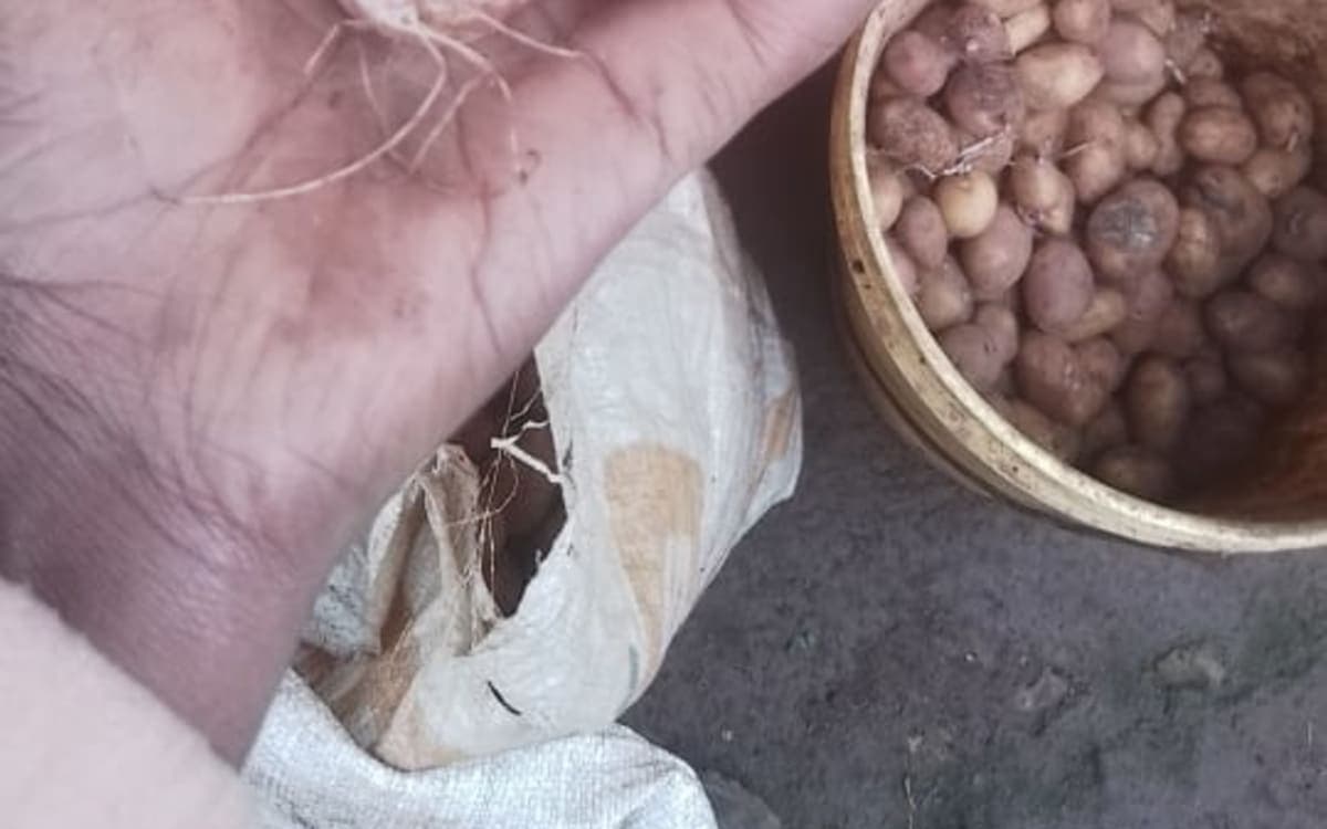 Potato seeds