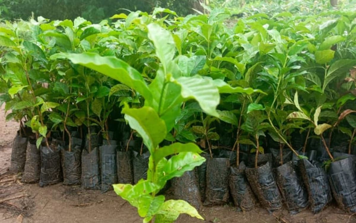 Seedlings