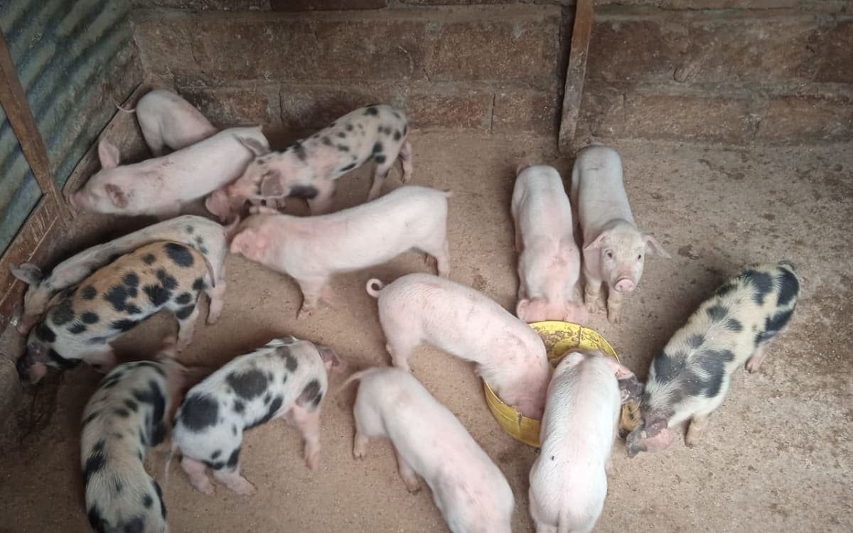 Piglets