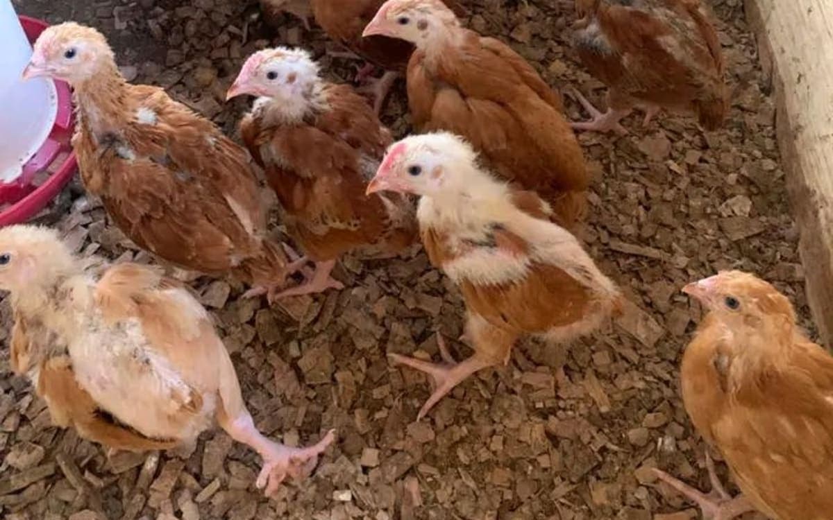 Improved Kienyeji chicks