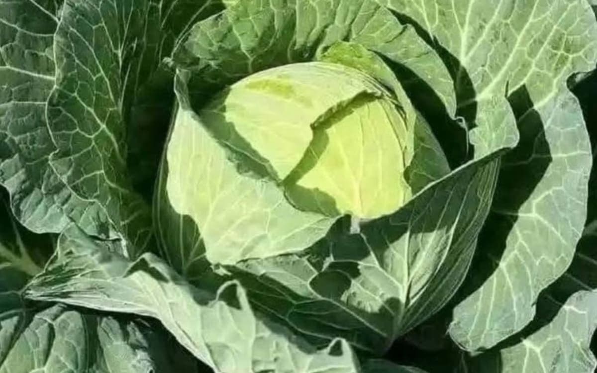 Organically grown Cabbages