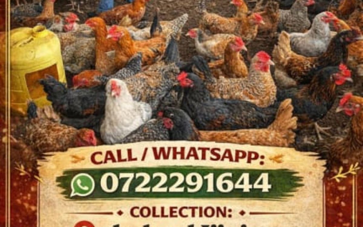 Poultry mature for sale