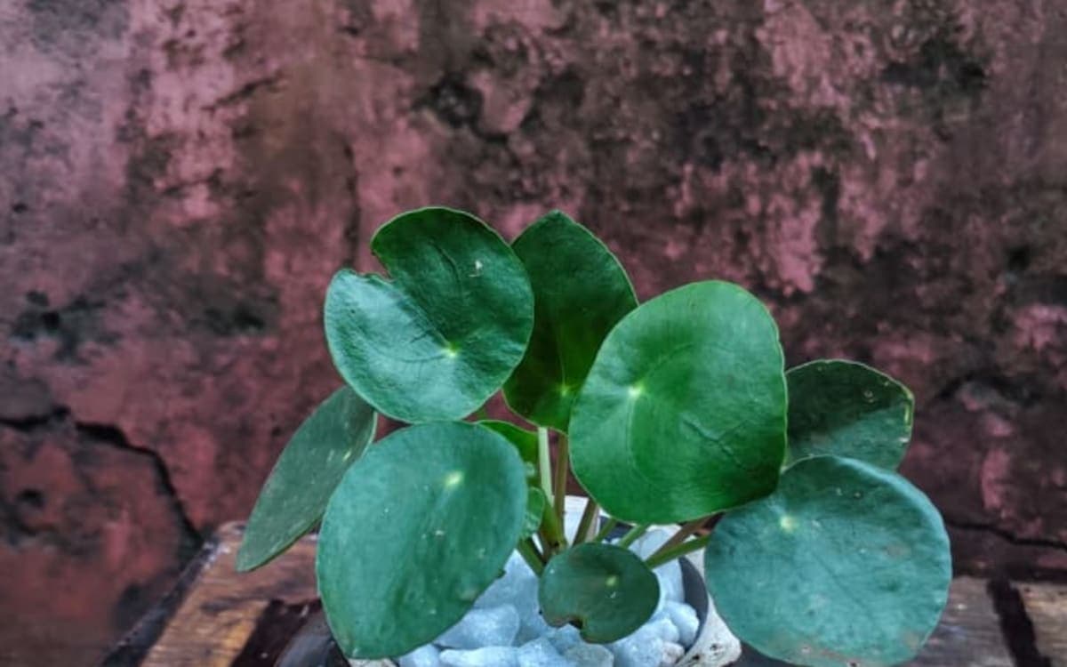 Ornamental house plant- Chinese money plant