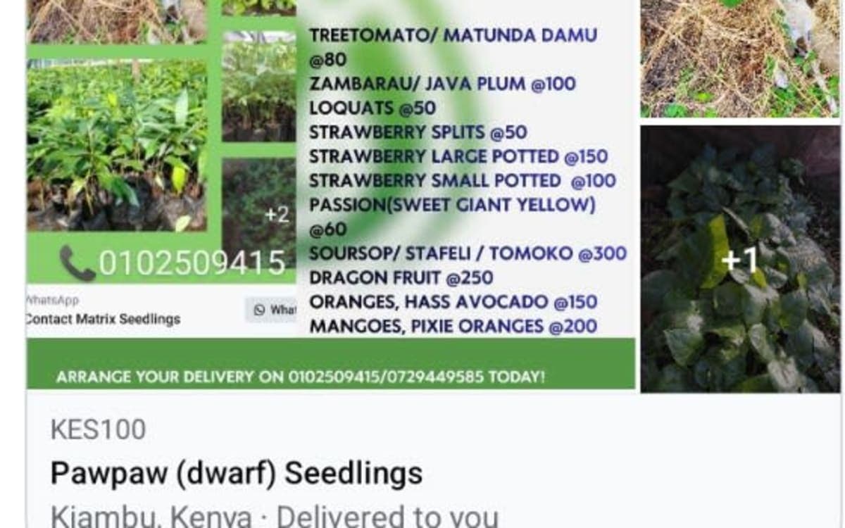Dwarf Pawpaw Seedlings