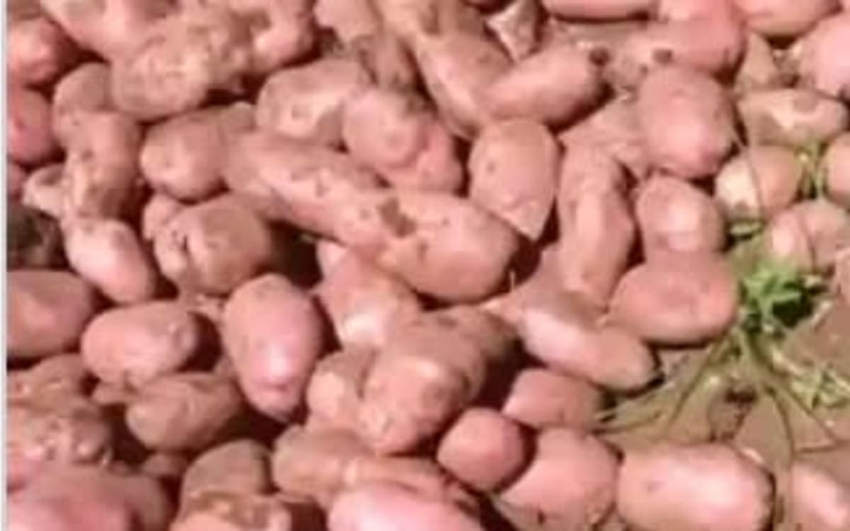 Fresh potatoes