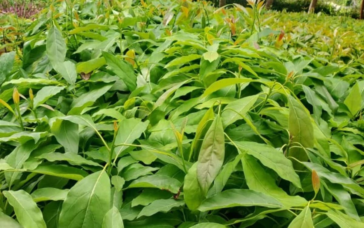 Grafted Hass avocado seedlings