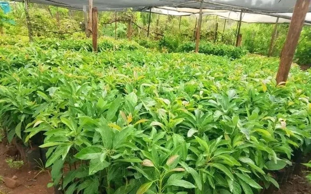 Grafted golden Hass avocado