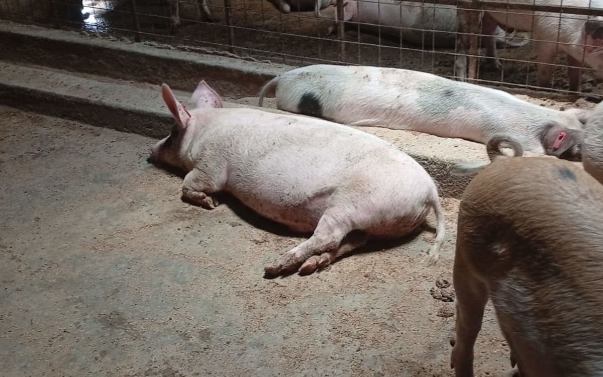 Live Pigs 80kg+