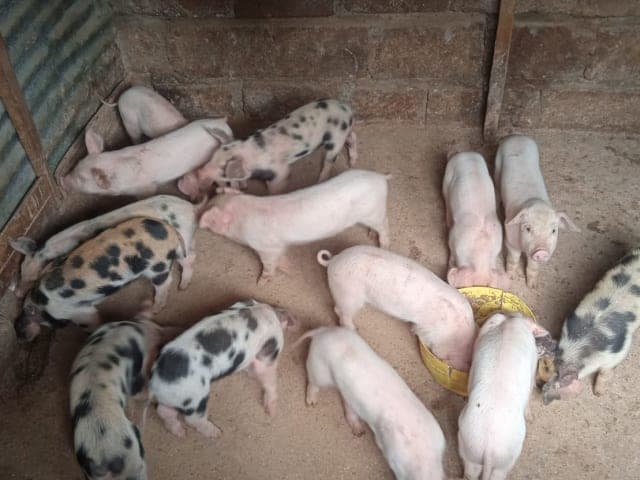 Piglets