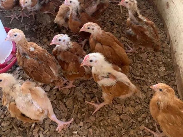 Improved Kienyeji chicks