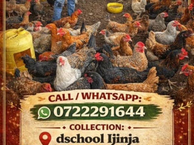 Poultry mature for sale
