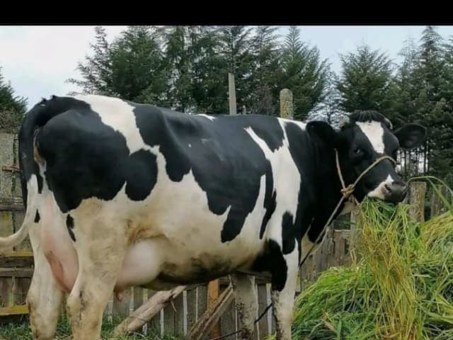 Freshian cow