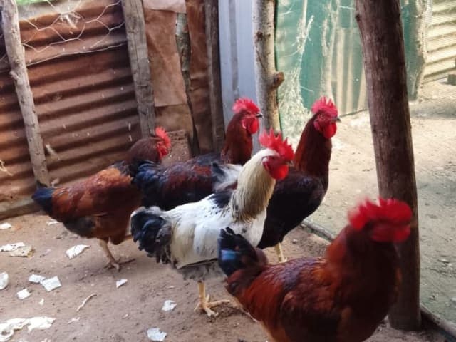 F1 rainbow roosters