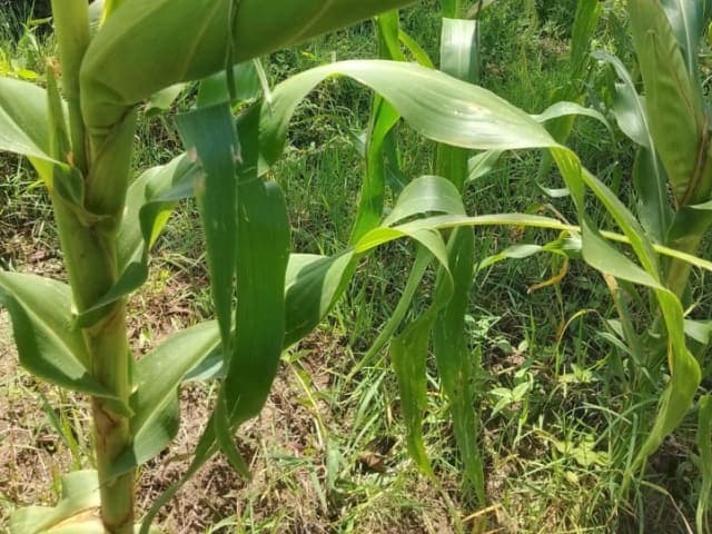 Green fresh maize