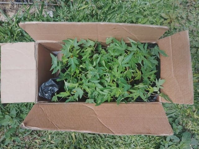 Dwarf Pawpaw Seedlings