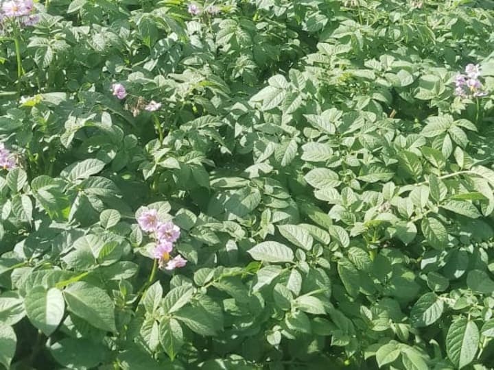 Potatoes