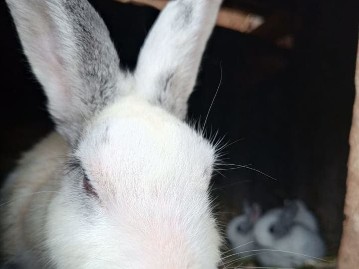 Pure breed and crossbreed rabbits