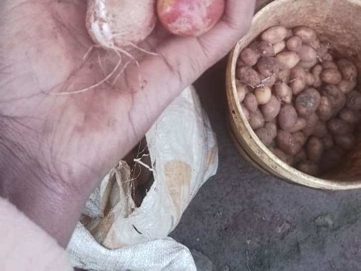 Potato seeds