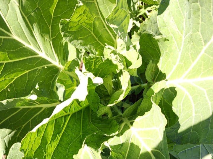 Fresh sukuma wiki