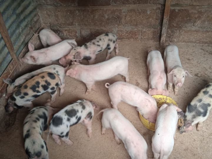 Piglets
