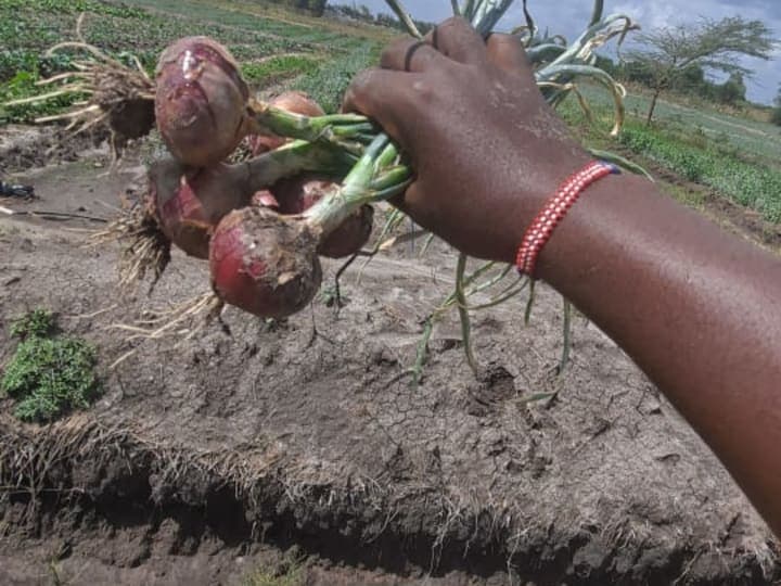 Fresh onions