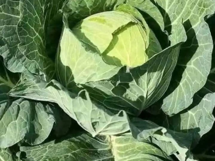 Organically grown Cabbages