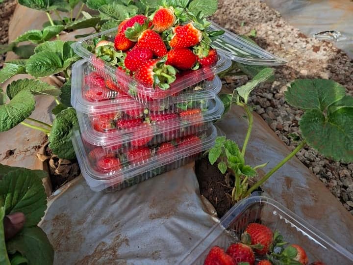Vegetables and Strawberry seedlings