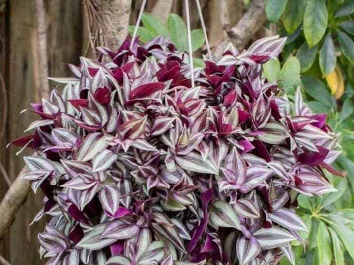 Flower seedlings, vases, gardening and landscaping