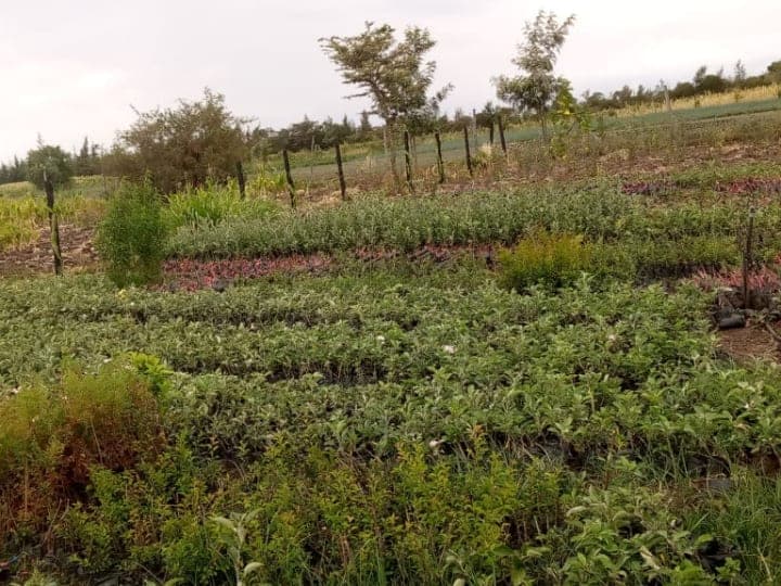 Seedlings