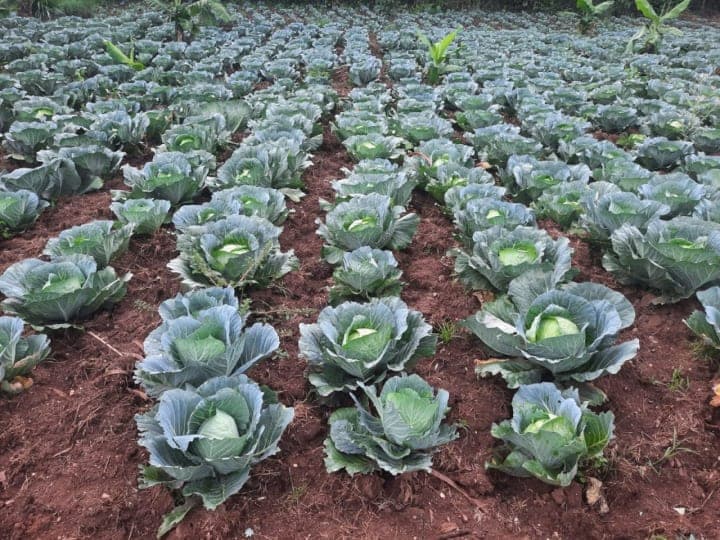 Fresh cabbages