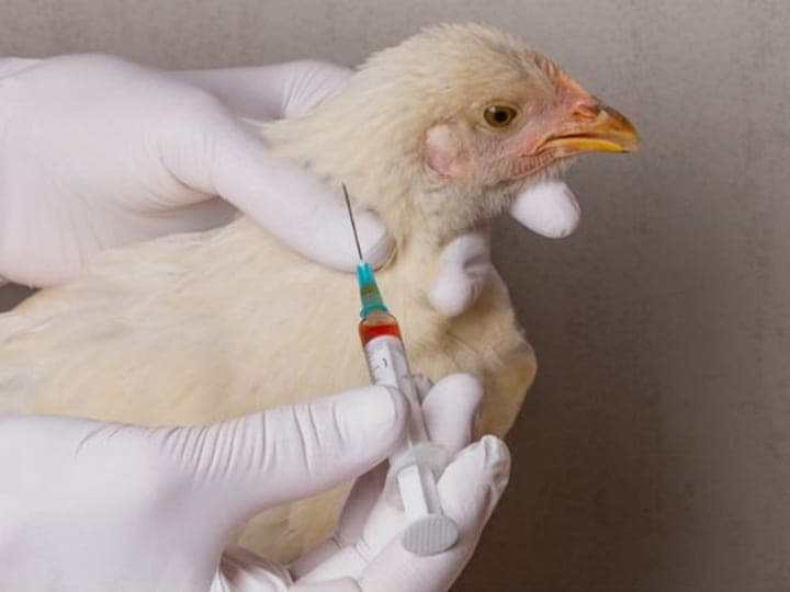 Poultry veterinary services
