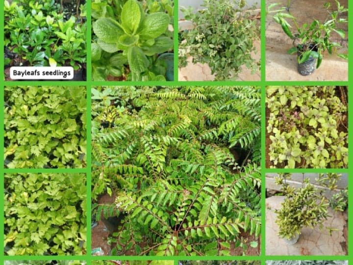 herbs plant,fruit Seedlings,veg seedling,flowers seedling