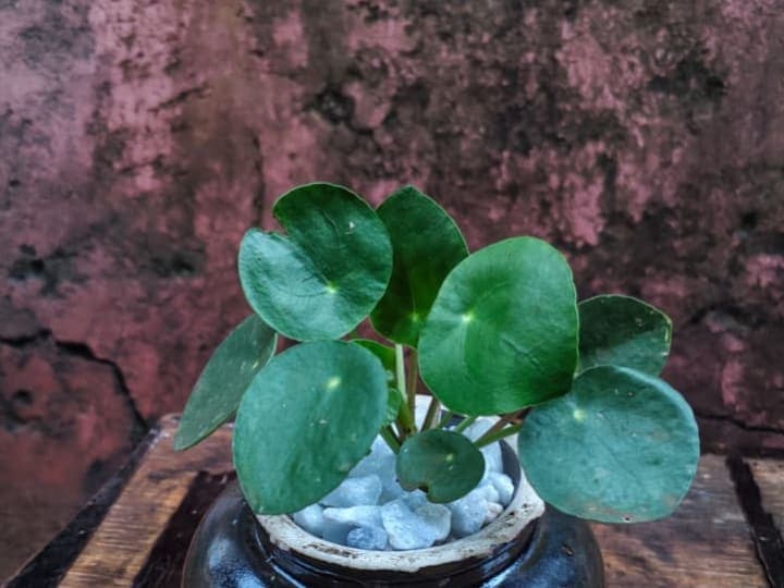 Ornamental house plant- Chinese money plant