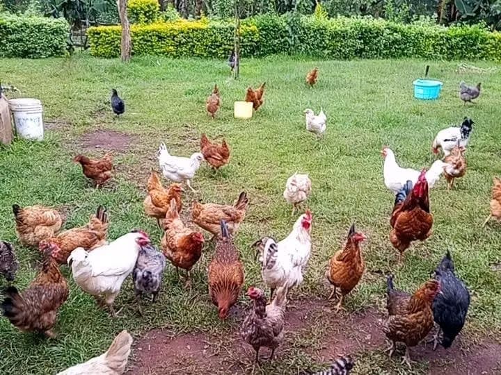 Poultry