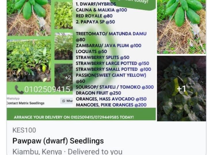 Dwarf Pawpaw Seedlings