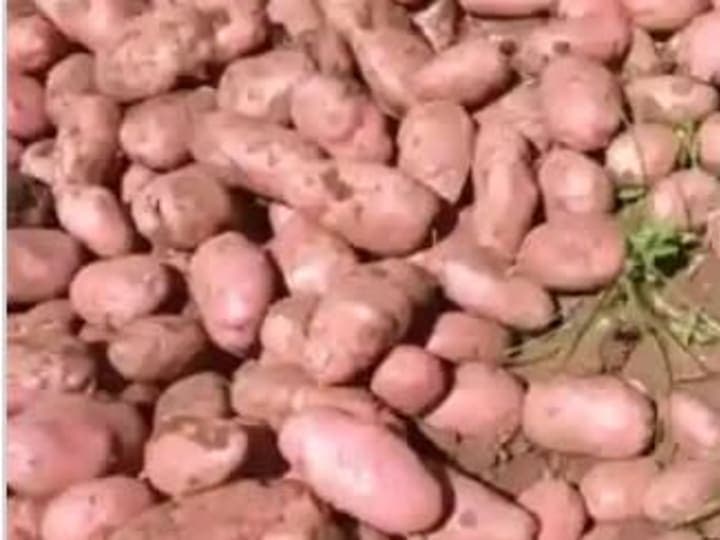 Fresh potatoes