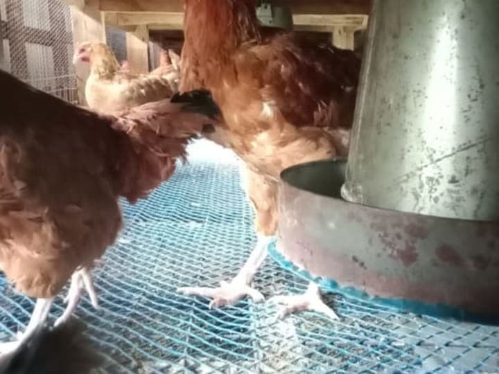 Mature Kienyeji Chicken